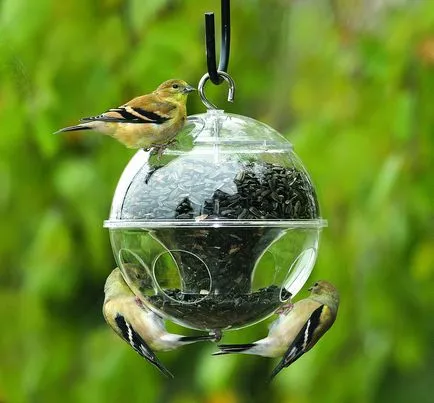 Как да привлечем птици до хранилката