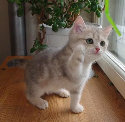 Hogyan lehet megelőzni a hasmenés egy cica - óvodai brit macska ritka színek - ritka