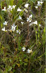 Потайниче (Saxifraga)