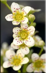 Потайниче (Saxifraga)