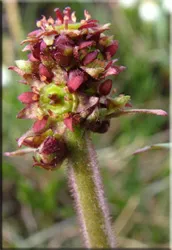 Потайниче (Saxifraga)