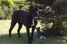 Cane Corso, popularitatea cane corso fotografie, birouri de securitate cabane magazine, crește greutatea aspectului