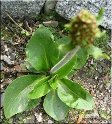 Потайниче (Saxifraga)