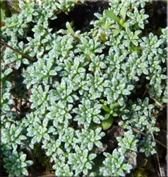 Потайниче (Saxifraga)