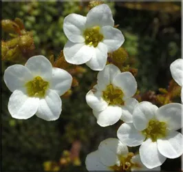 Потайниче (Saxifraga)