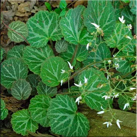 Потайниче (Saxifraga)