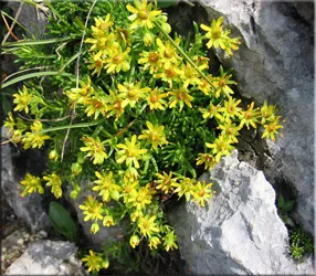 Потайниче (Saxifraga)