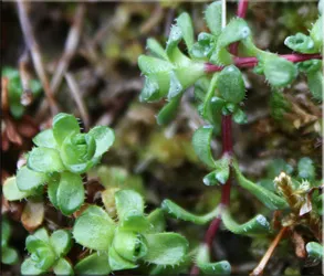 Потайниче (Saxifraga)