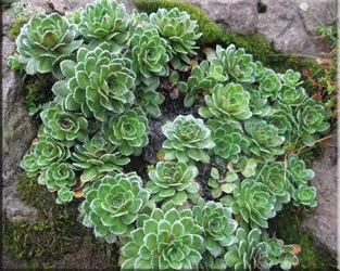 Потайниче (Saxifraga)