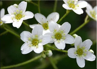 Потайниче (Saxifraga)