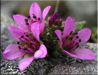 Потайниче (Saxifraga)