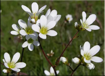 Потайниче (Saxifraga)