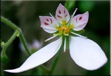 Потайниче (Saxifraga)