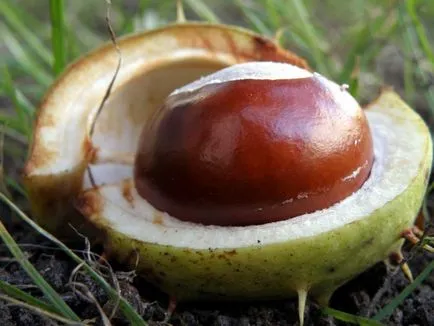 Chestnut segíti a helyszínen a kíváncsi