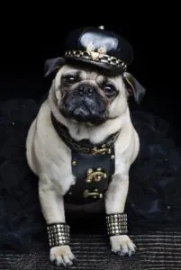 Pseudonimele pentru Pug, decordog