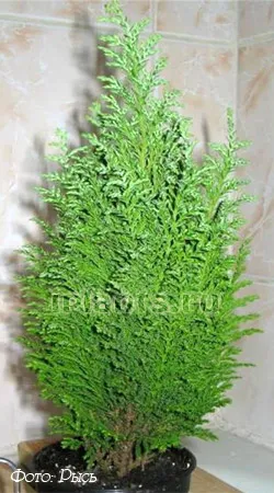 Cypress Cupressus - грижи у дома