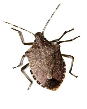 Bedbug görény megszabadulni tőle