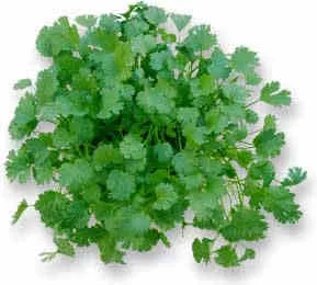 Cilantro - cultivare, proprietăți, aplicații și contraindicații