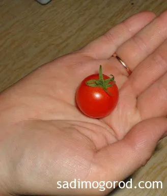 Засадени домати Пинокио