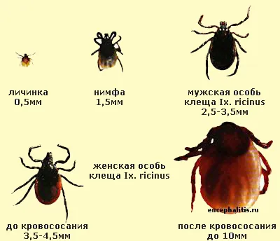 Енцефалит от кърлежи, Gauz 