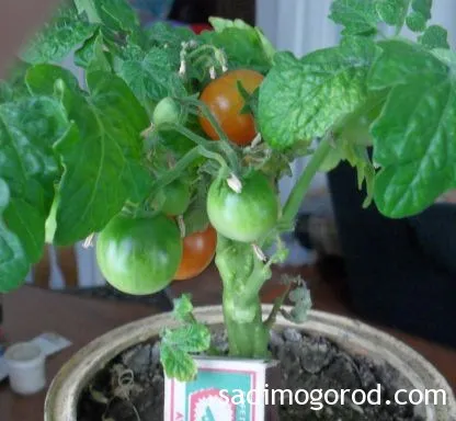 Засадени домати Пинокио