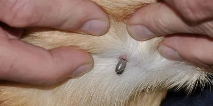 Kullancs encephalitis kutyák tünetek és a kezelés