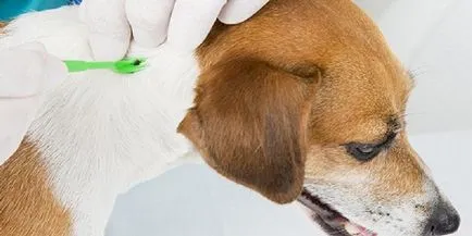 encefalita de căpușă a simptomelor câini și tratament