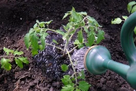 Când a planta roșii în răsadul în Siberia