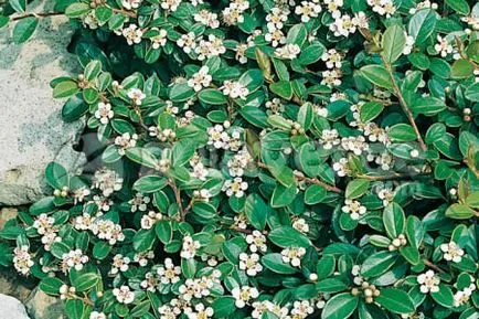 Cotoneaster ültetés és gondozás szaporodó faj