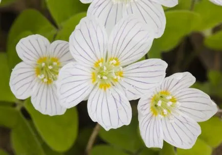 specii de Oxalis, plantare, înmulțire și îngrijire