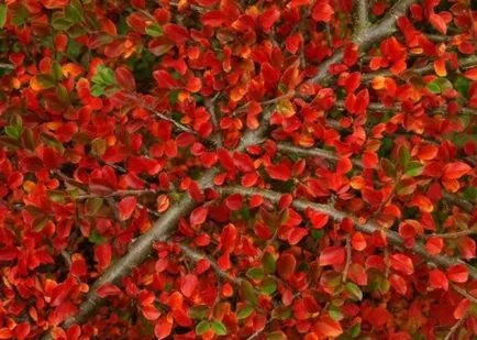 Cotoneaster засаждане и грижи