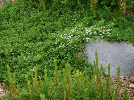 plantare și îngrijire Cotoneaster