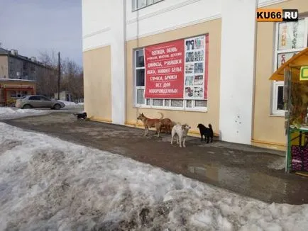 Compania din Chelyabinsk, a câștigat concursul pentru a prinde animalele fără stăpân din Kamensk-Uralsky, prinde