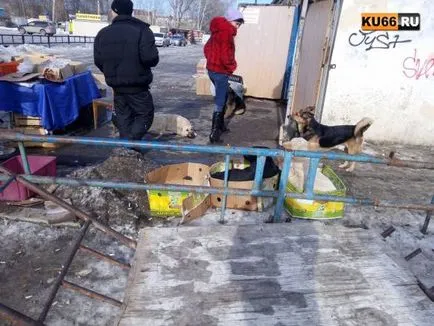 Compania din Chelyabinsk, a câștigat concursul pentru a prinde animalele fără stăpân din Kamensk-Uralsky, prinde