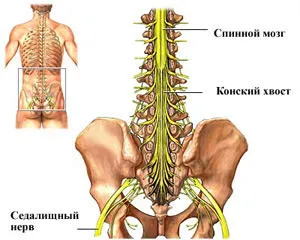 Конска опашка анатомия и заболяване в този отдел