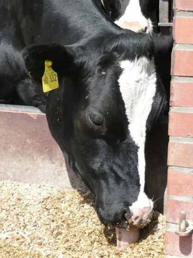 Hrănirea vaci în diferite perioade de lactație - dialog