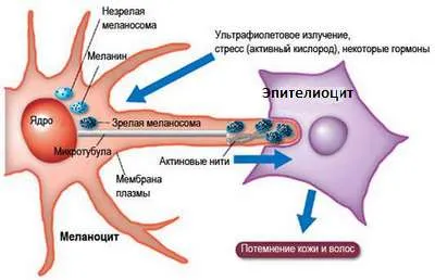 Structura pielii umane și funcția