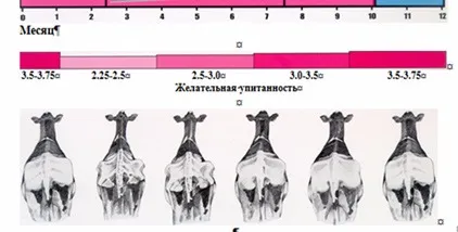 Etetés tehenek a szoptatás ideje