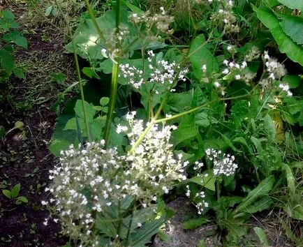 Valerian gyökér - gyógyszer tulajdonságait és ellenjavallatok