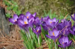 Brândușeii într-o oală, de plantare Crocus și de îngrijire, flori de vis