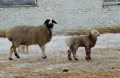 Kurdjuchnyj овце и овце (калмик порода) описание и характеристики на видовете