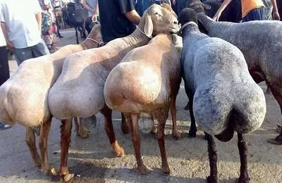 Kurdjuchnyj овце и овце (калмик порода) описание и характеристики на видовете