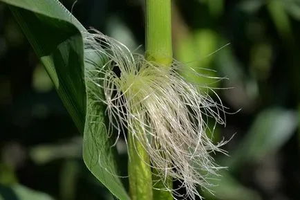 Corn - ültetési és ápolása kukorica