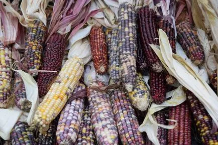 Corn - ültetési és ápolása kukorica