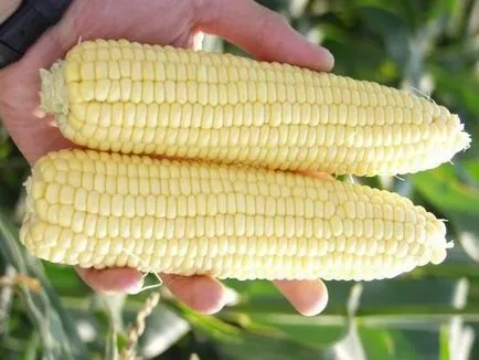 Corn - ültetési és ápolása kukorica