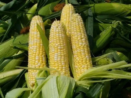 Corn - ültetési és ápolása kukorica