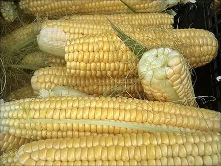 Corn - ültetési és ápolása kukorica