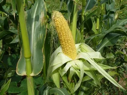 Corn - ültetési és ápolása kukorica