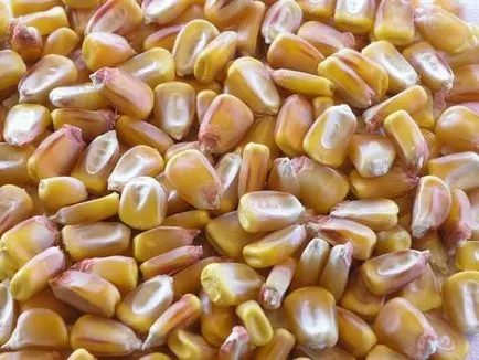 Corn - ültetési és ápolása kukorica