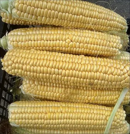 Corn - ültetési és ápolása kukorica